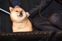 林遣都になでられるチョコ。