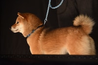 現在2歳のチョコ。