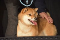 特別なしつけもされず、自由に育ったというチョコ。