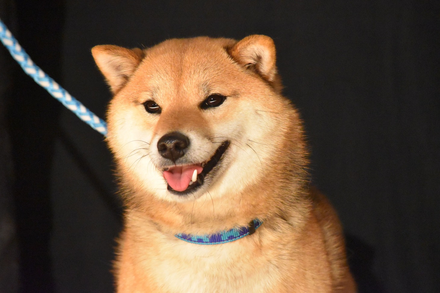 チョコ