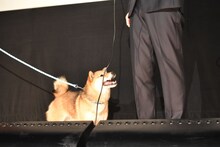 話している林遣都を見上げるチョコ。