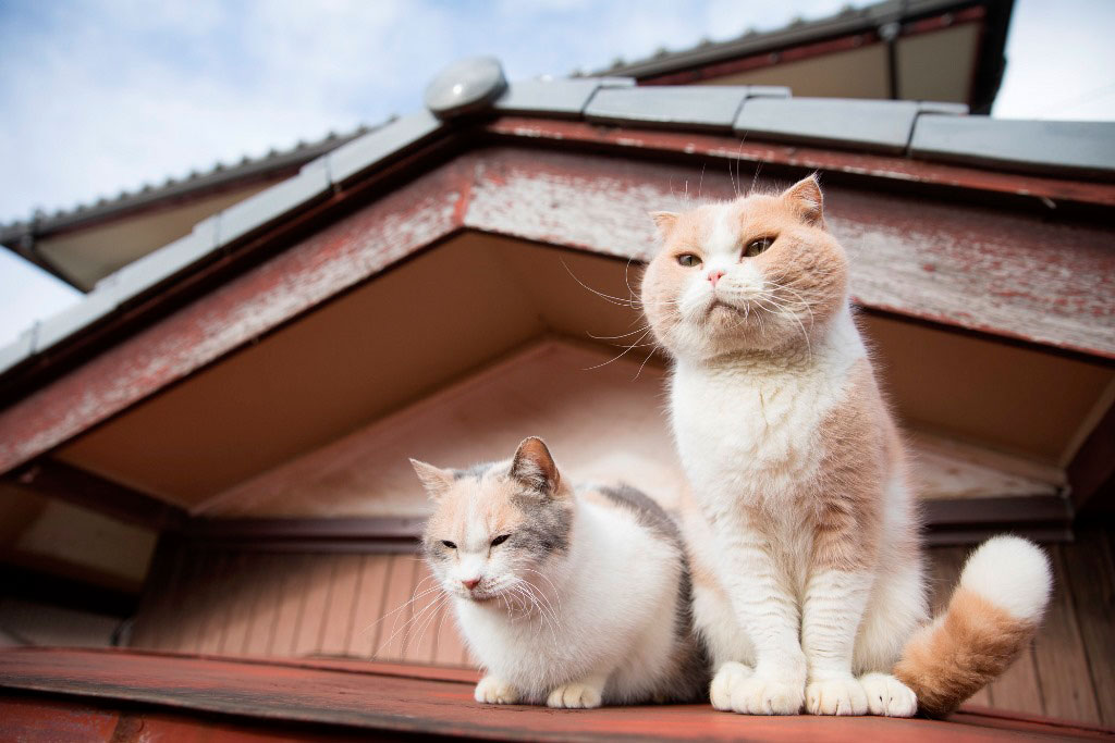 「ねこあつめの家」に登場するもふもふの猫たち映した写真集「もふあつめ」発売