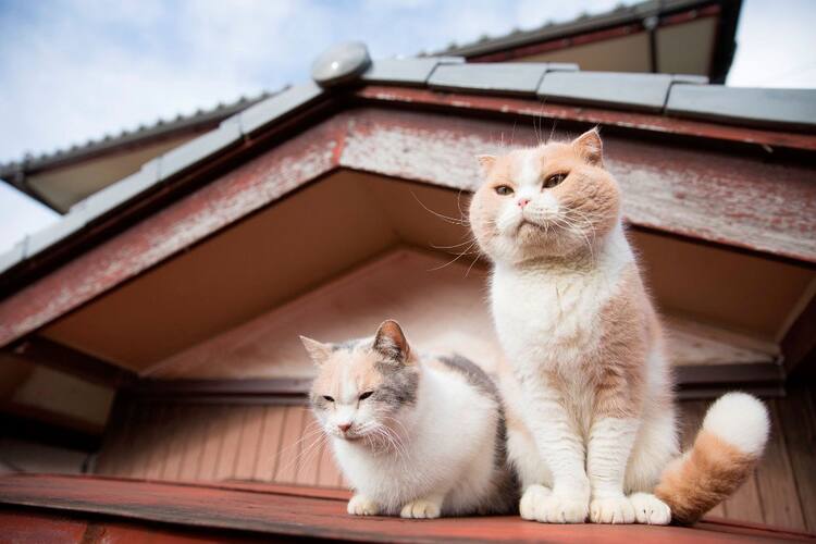 ねこあつめの家 に登場するもふもふの猫たち映した写真集 もふあつめ 発売 映画ナタリー