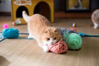 「もふあつめ」 (c)KADOKAWA／五十嵐健太