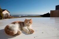 「もふあつめ」 (c)KADOKAWA／五十嵐健太