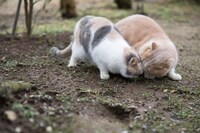 「もふあつめ」 (c)KADOKAWA／五十嵐健太