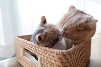 「もふあつめ」 (c)KADOKAWA／五十嵐健太