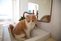 「もふあつめ」 (c)KADOKAWA／五十嵐健太