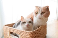 「もふあつめ」 (c)KADOKAWA／五十嵐健太