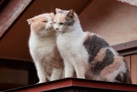 「もふあつめ」 (c)KADOKAWA／五十嵐健太