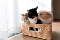 「もふあつめ」 (c)KADOKAWA／五十嵐健太