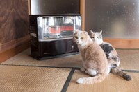 「もふあつめ」 (c)KADOKAWA／五十嵐健太