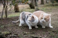 「もふあつめ」 (c)KADOKAWA／五十嵐健太