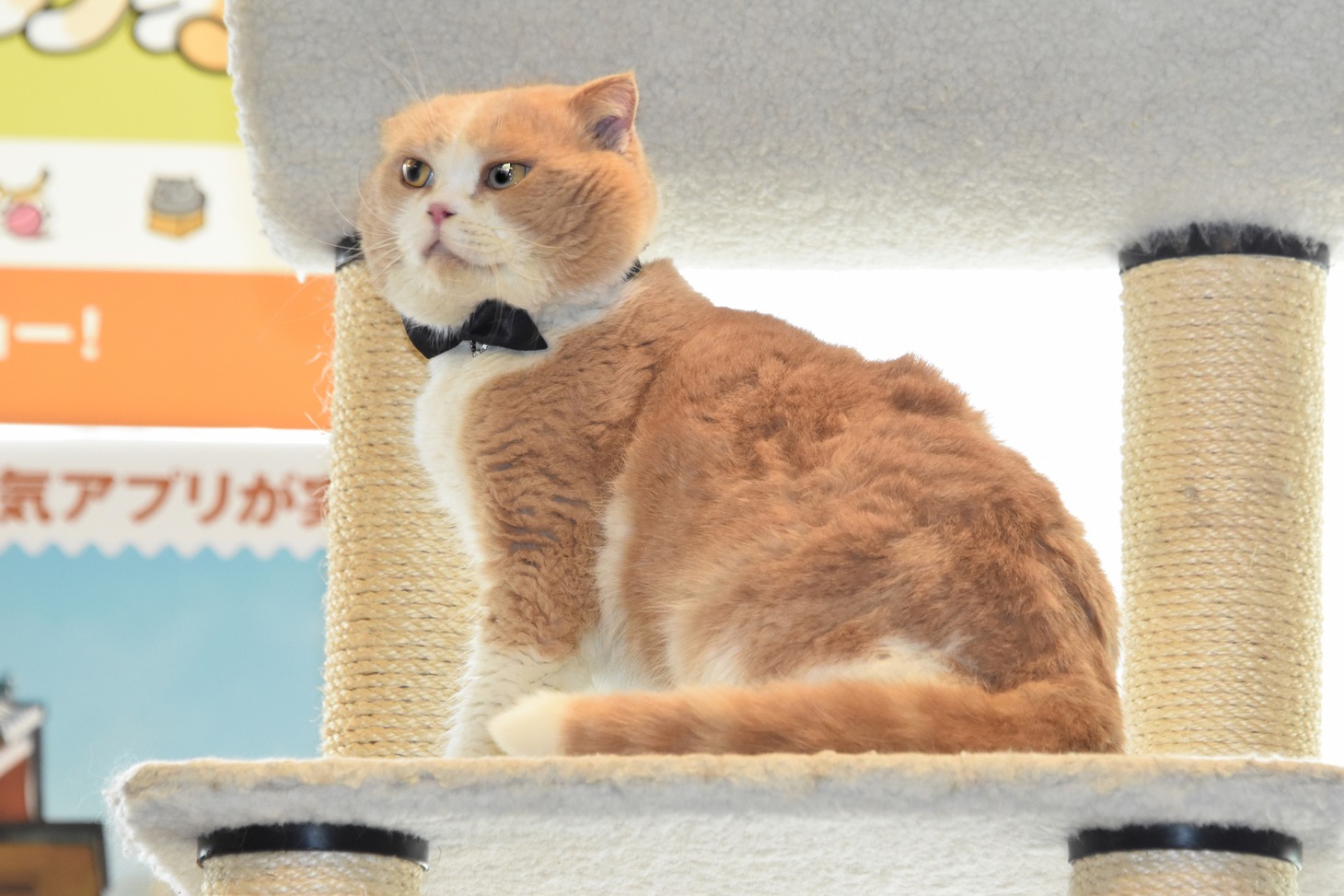 シナモン