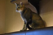 猫カフェ・きゃりこ新宿店にいる猫。