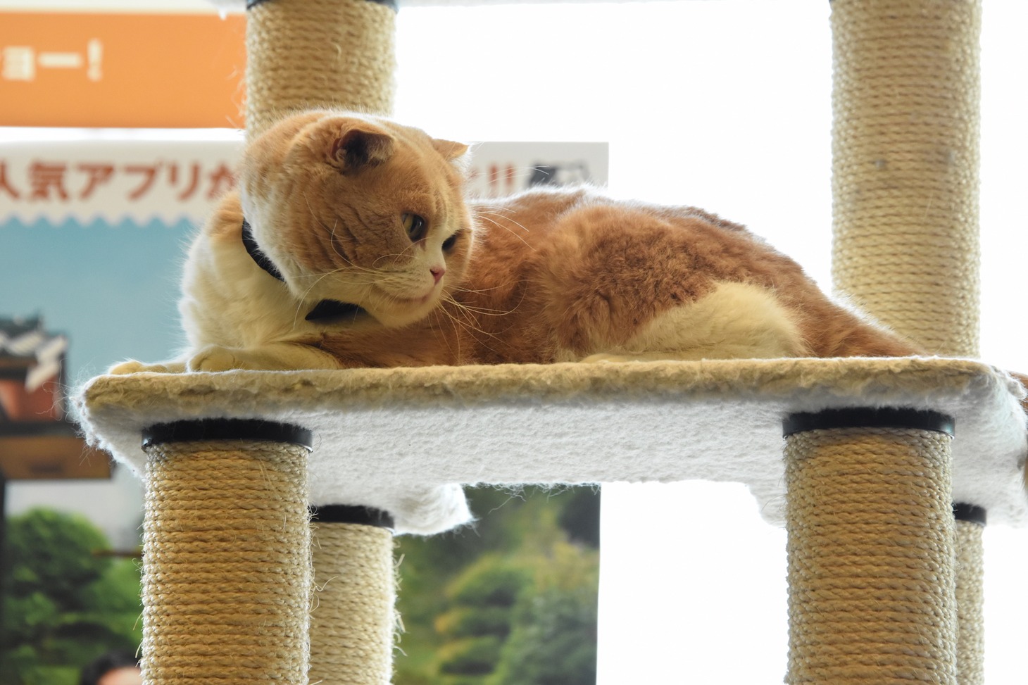 シナモン