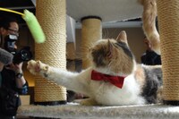 猫じゃらし風のおもちゃに反応するドロップ。