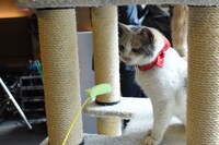 猫じゃらし風のおもちゃに反応するドロップ。