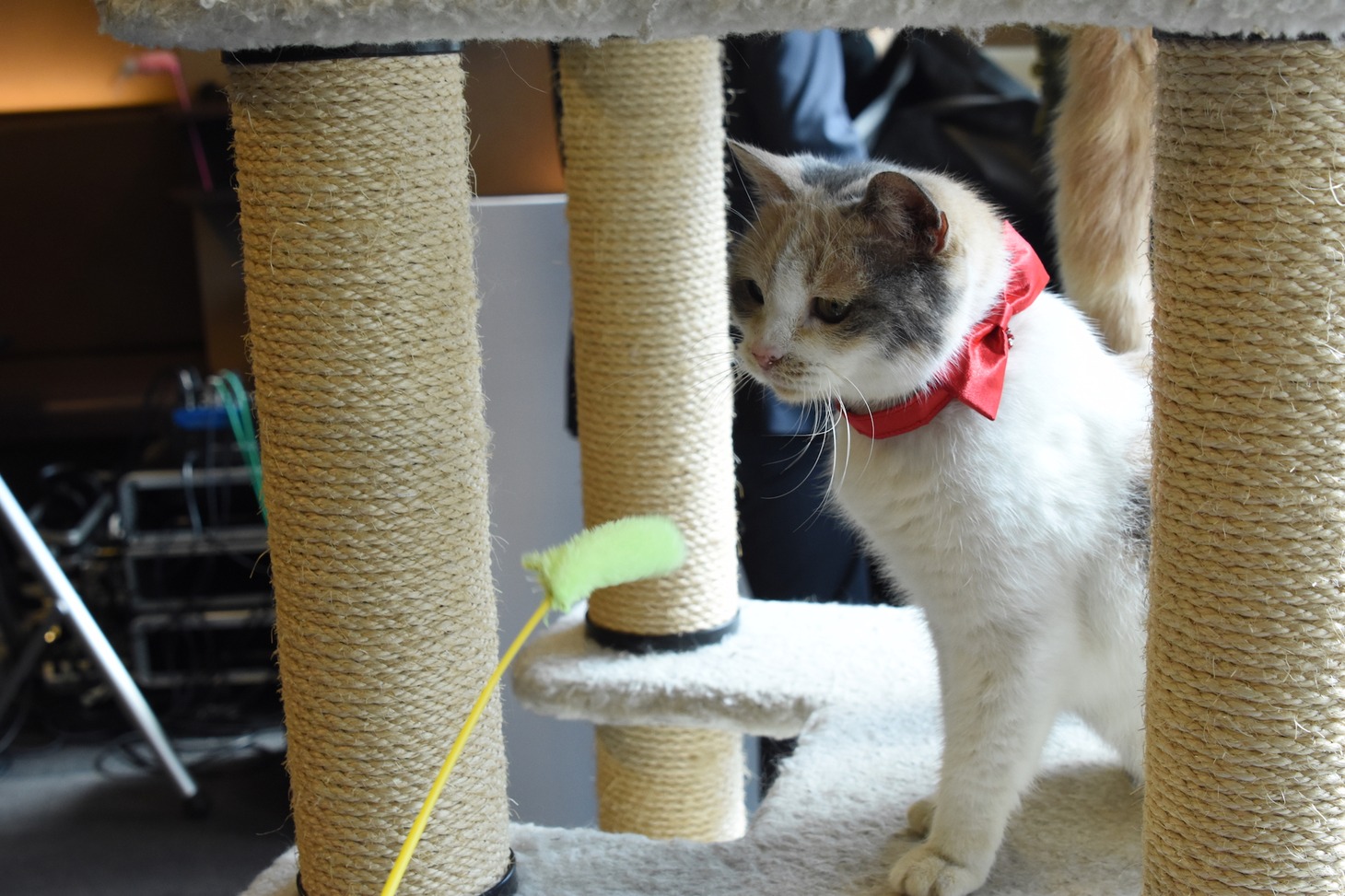 猫じゃらし風のおもちゃに反応するドロップ。