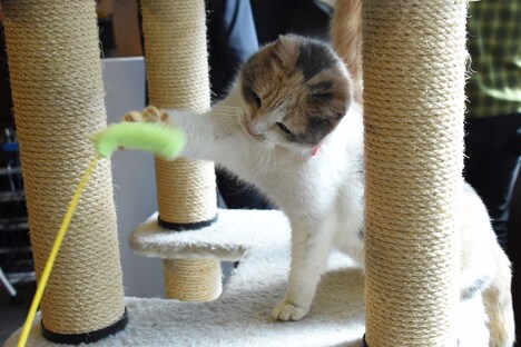 猫じゃらし風のおもちゃに反応するドロップ。