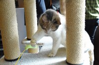 猫じゃらし風のおもちゃに反応するドロップ。