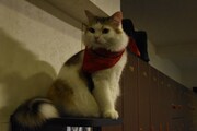 猫カフェ・きゃりこ新宿店にいる猫。