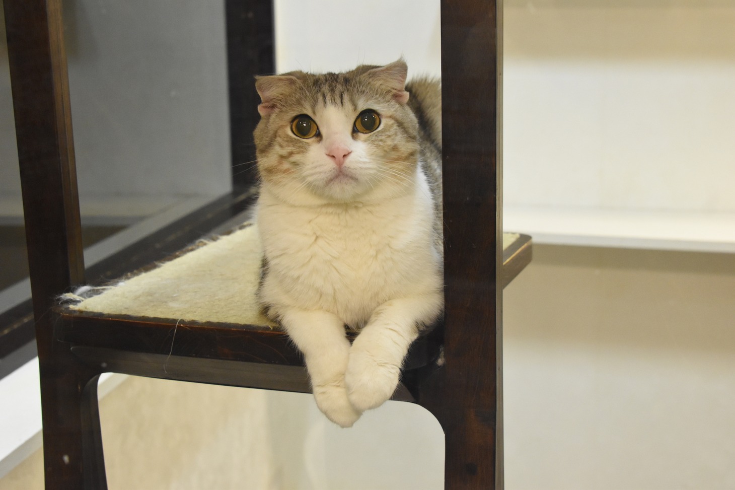 猫カフェ・きゃりこ新宿店にいる猫。