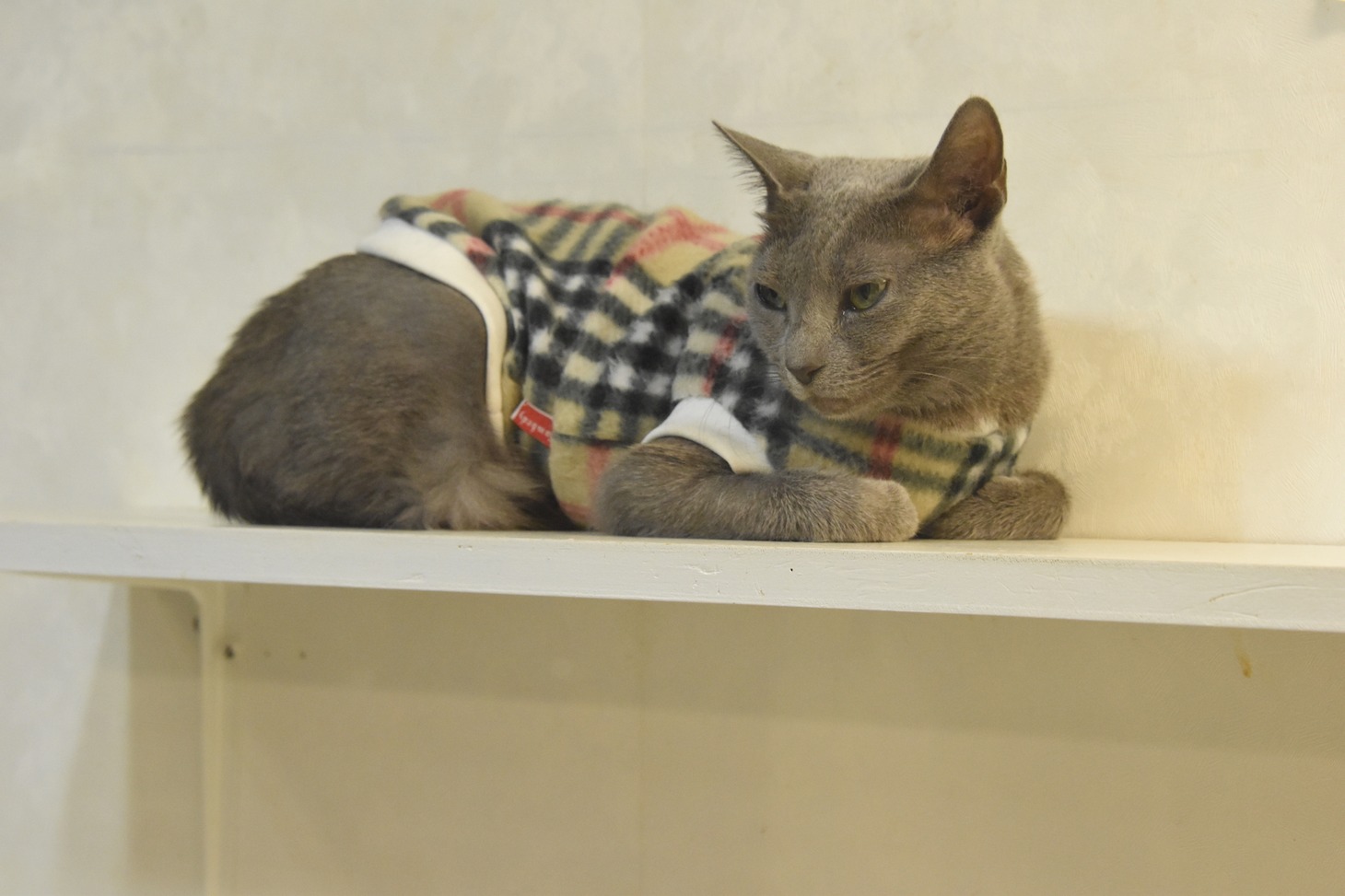 猫カフェ・きゃりこ新宿店にいる猫。