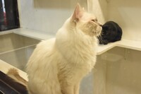 猫カフェ・きゃりこ新宿店にいる猫。