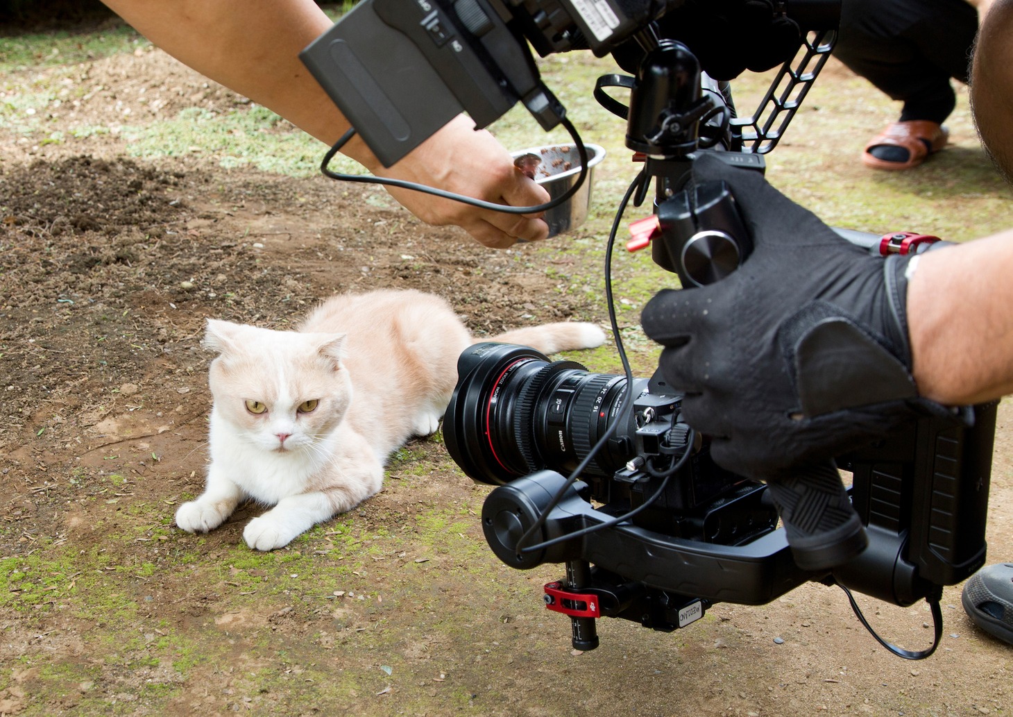 「ねこあつめの家」新写真