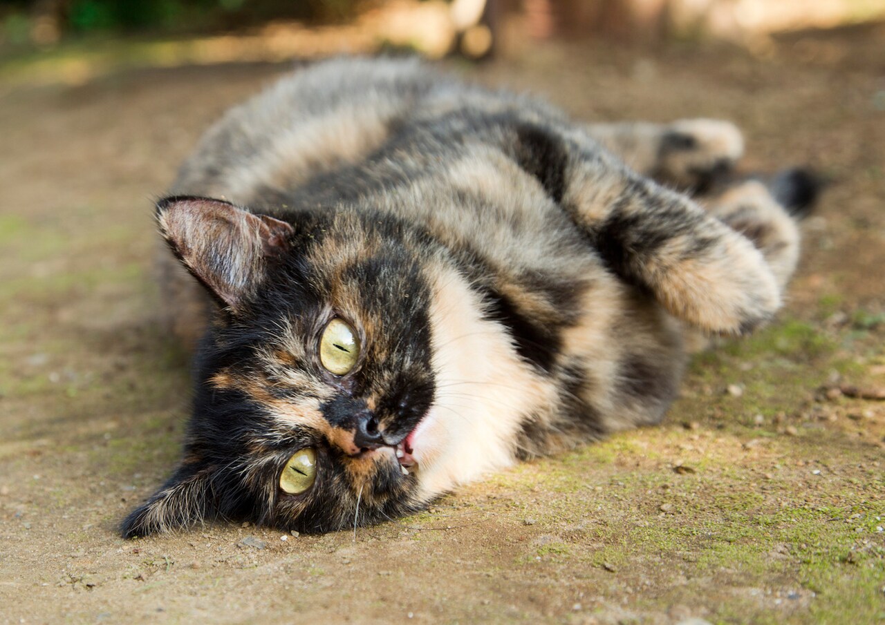 「ねこあつめの家」新写真