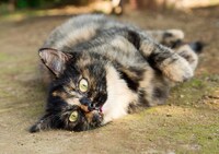 「ねこあつめの家」より。