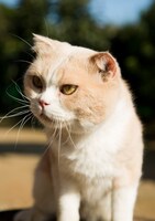 「ねこあつめの家」新写真