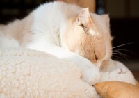 「ねこあつめの家」新写真