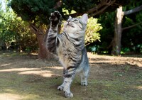 「ねこあつめの家」新写真