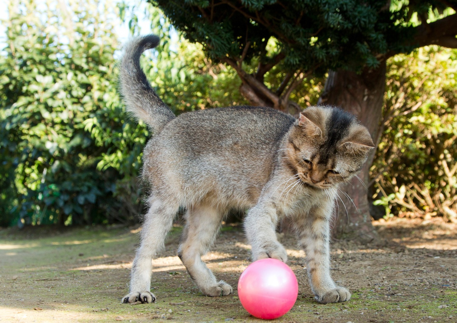 「ねこあつめの家」新写真