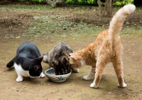 「ねこあつめの家」新写真