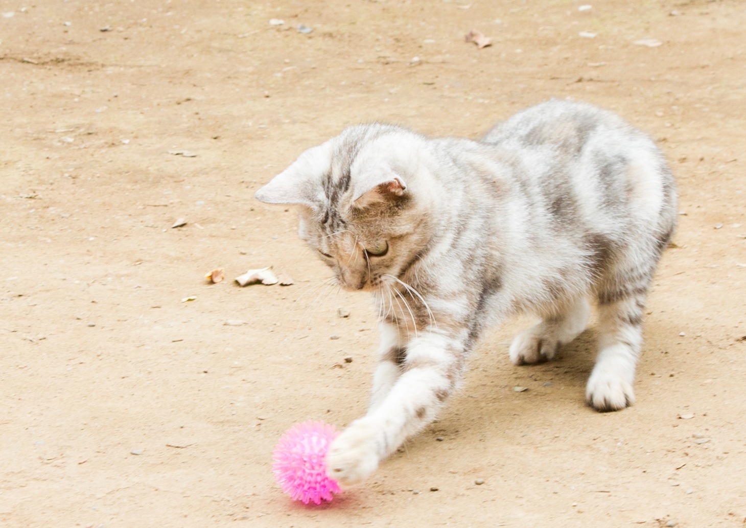 「ねこあつめの家」新写真
