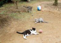 「ねこあつめの家」新写真