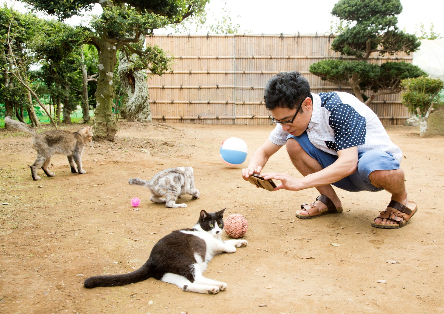 「ねこあつめの家」より。