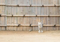 「ねこあつめの家」新写真