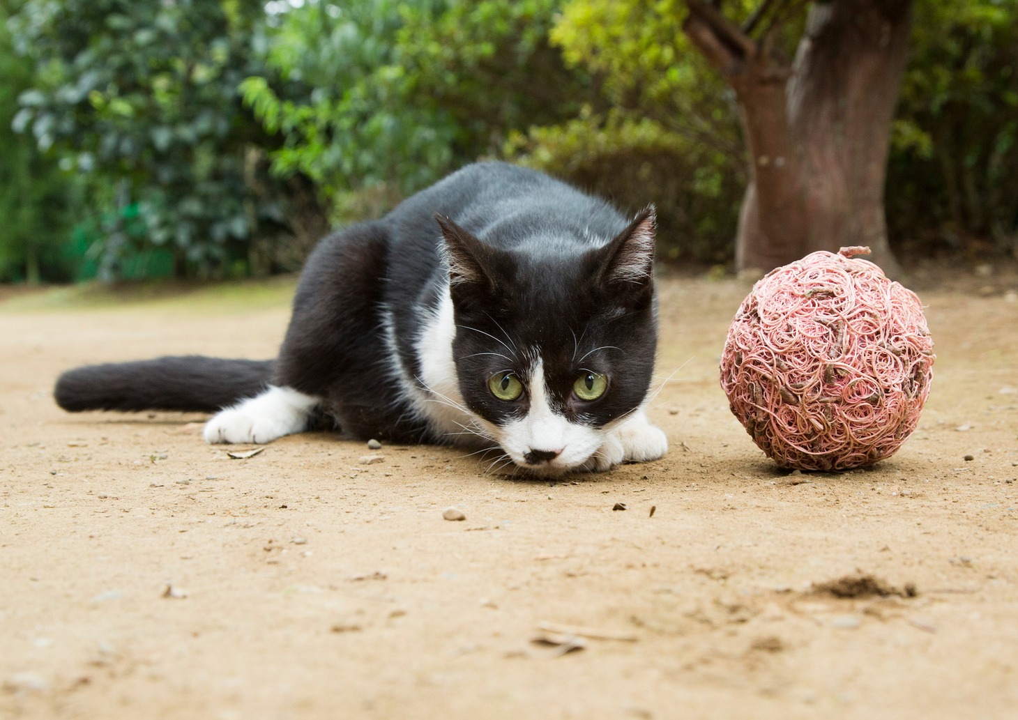 「ねこあつめの家」新写真