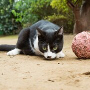 「ねこあつめの家」新写真31枚到着、撮影現場の様子収めた特別映像も