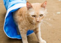 「ねこあつめの家」新写真