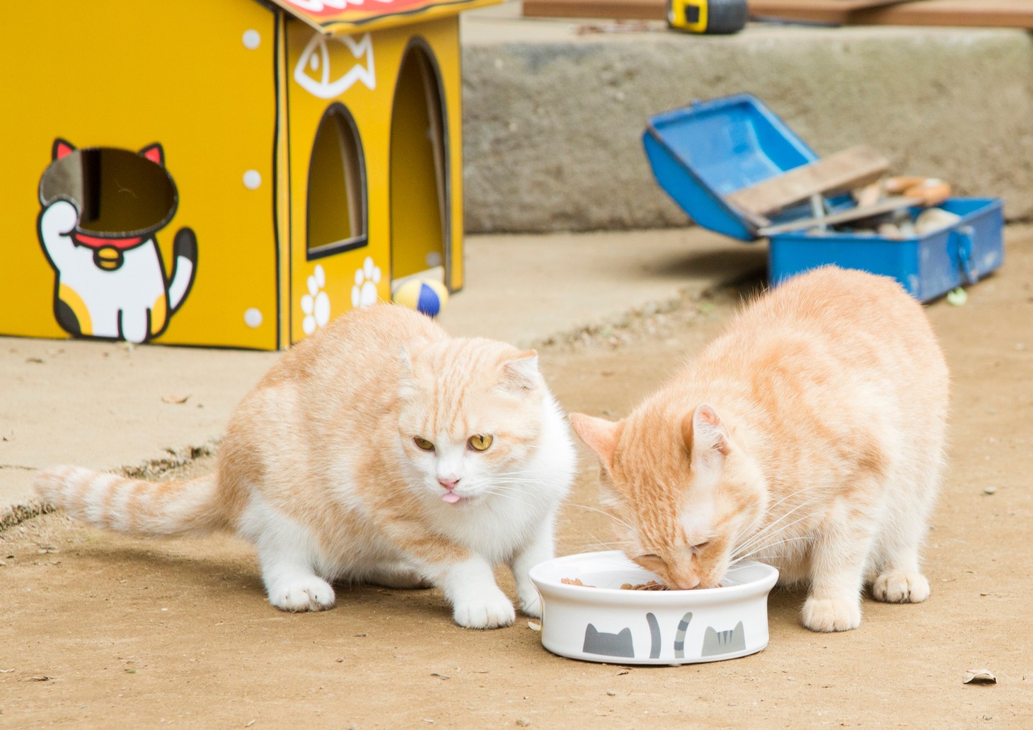 「ねこあつめの家」より。