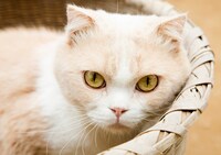 「ねこあつめの家」新写真