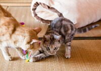 「ねこあつめの家」新写真