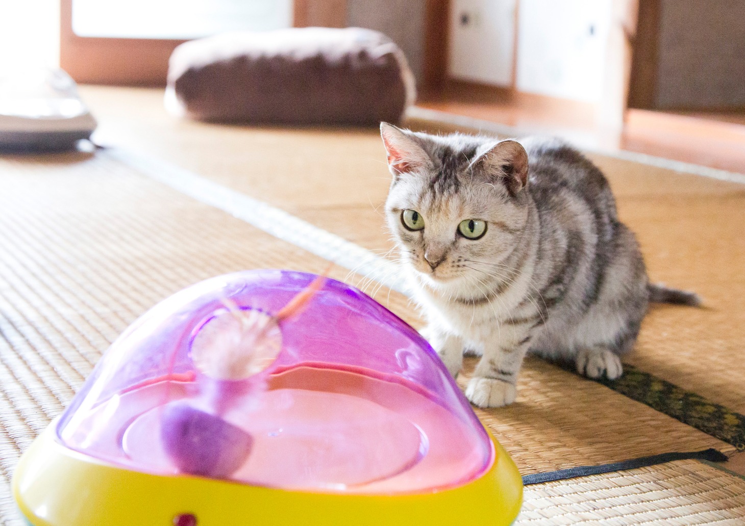 「ねこあつめの家」新写真