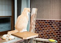 「ねこあつめの家」新写真