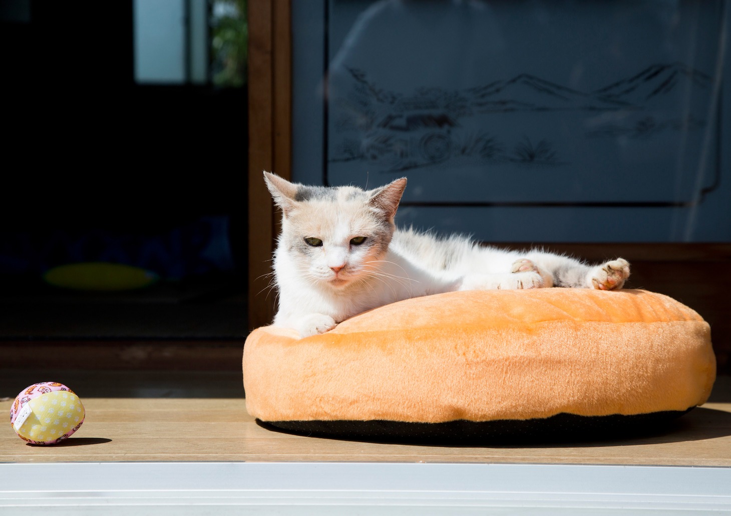 「ねこあつめの家」新写真